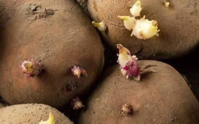 Can You Eat Sprouted Potatoes? Here’s What You Need to Know