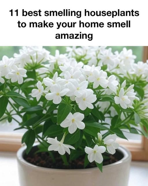 Houseplants That Will Make Your Home Smell Incredible 