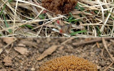 If You See These Tiny Eggs In Your Backyard, Don’t Touch Them: A Complete Guide to Identifying and Managing Tick Eggs