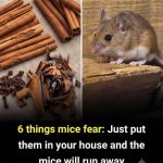 6 Effective Ways to Keep Mice Out of Your Home