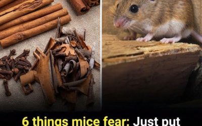 6 Effective Ways to Keep Mice Out of Your Home