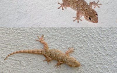 What to do if you find a gecko in your home and why you shouldn’t keep it away
