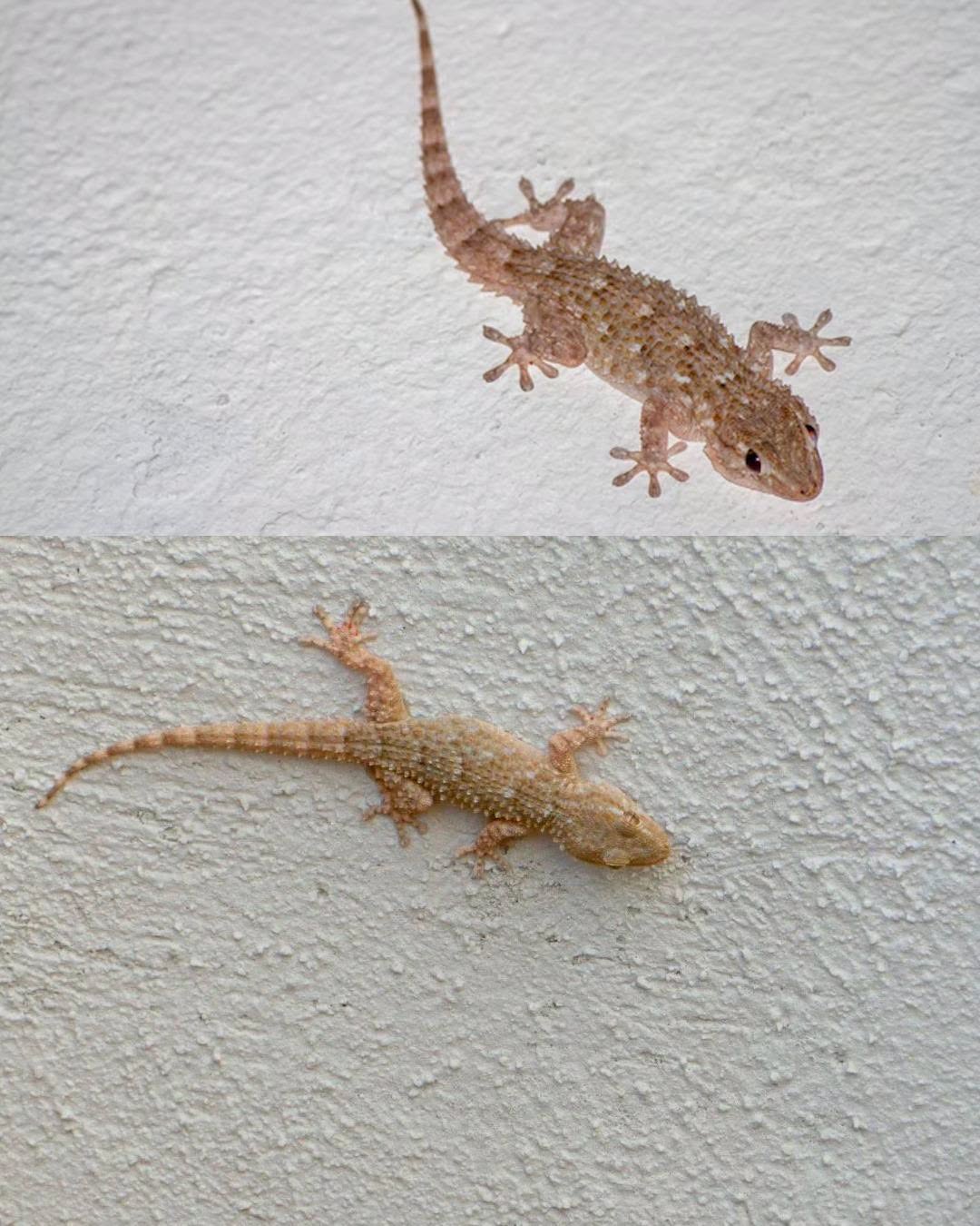 What to do if you find a gecko in your home and why you shouldn’t keep it away