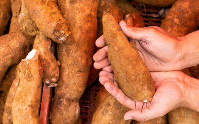 Over 200 people die every year from the “world’s deadliest food,” yet nearly 500 million people continue to eat it.
