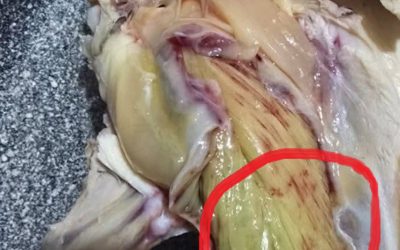 Green Meat in Chicken? Here’s What’s Really Going On