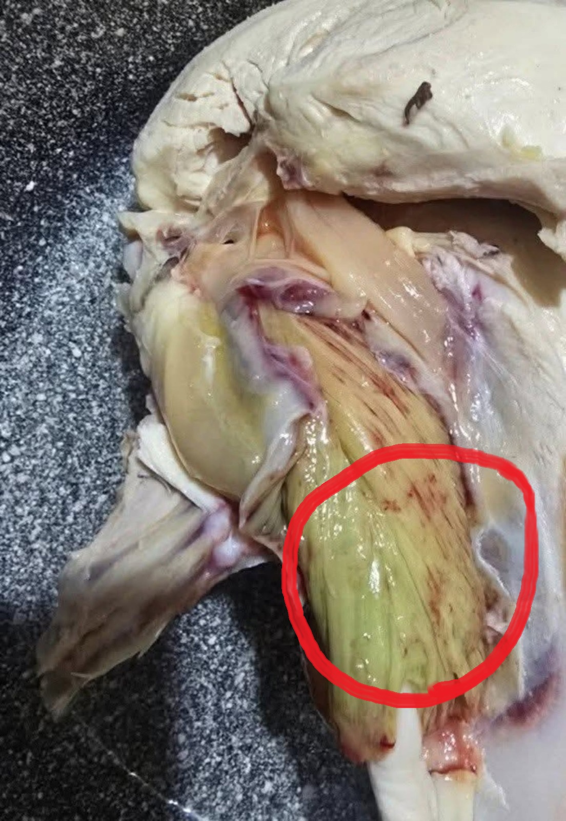Green Meat in Chicken? Here’s What’s Really Going On