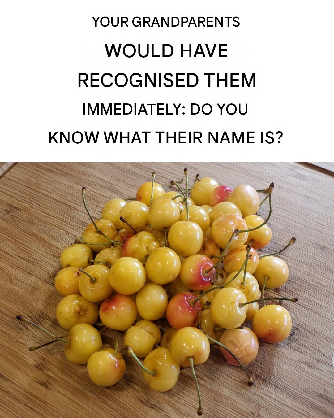 Almost Forgotten but Delicious and Full of Benefits: White Cherries