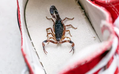 What Does It Mean to Find a Scorpion in Your Home? Symbolism, Causes, and What to Do