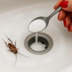 3 Excellent Natural Remedies to Keep Cockroaches Away from Your Home