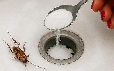 3 Excellent Natural Remedies to Keep Cockroaches Away from Your Home