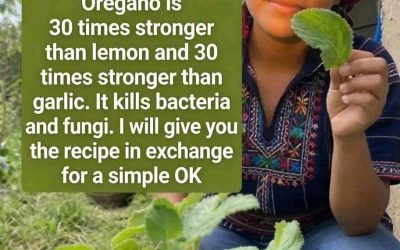 Oregano Tea Recipe for Natural Wellness