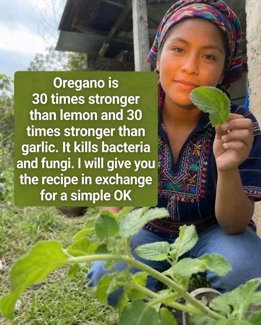 Oregano Tea Recipe for Natural Wellness